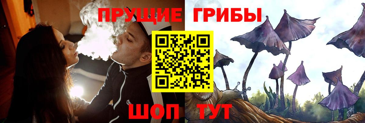 Псилоцибиновые грибы Cubensis Избербаш